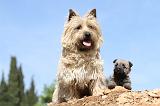 CAIRN TERRIER 161